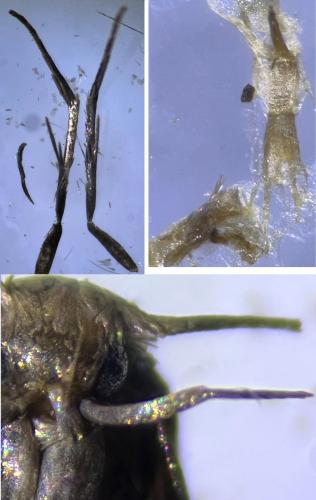 Borkhausenia fuscescens